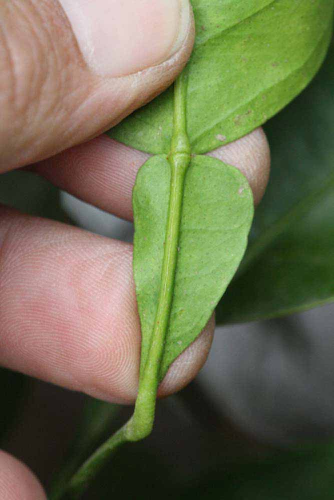              Petiole (Riverside, CA)       